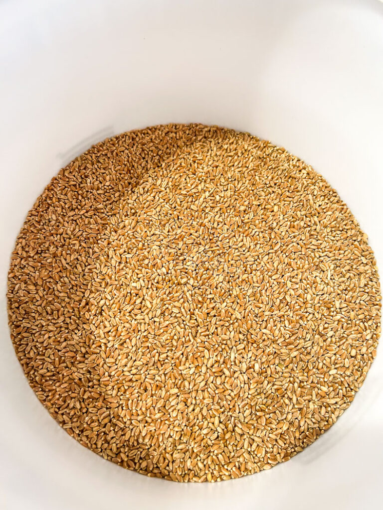 Wheat berries in a 5 gallon bucket
