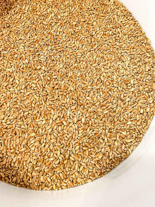 Wheat berries in a 5 gallon bucket
